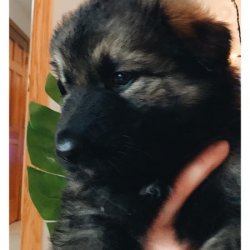 Dark Green Boy - 5.5 Weeks